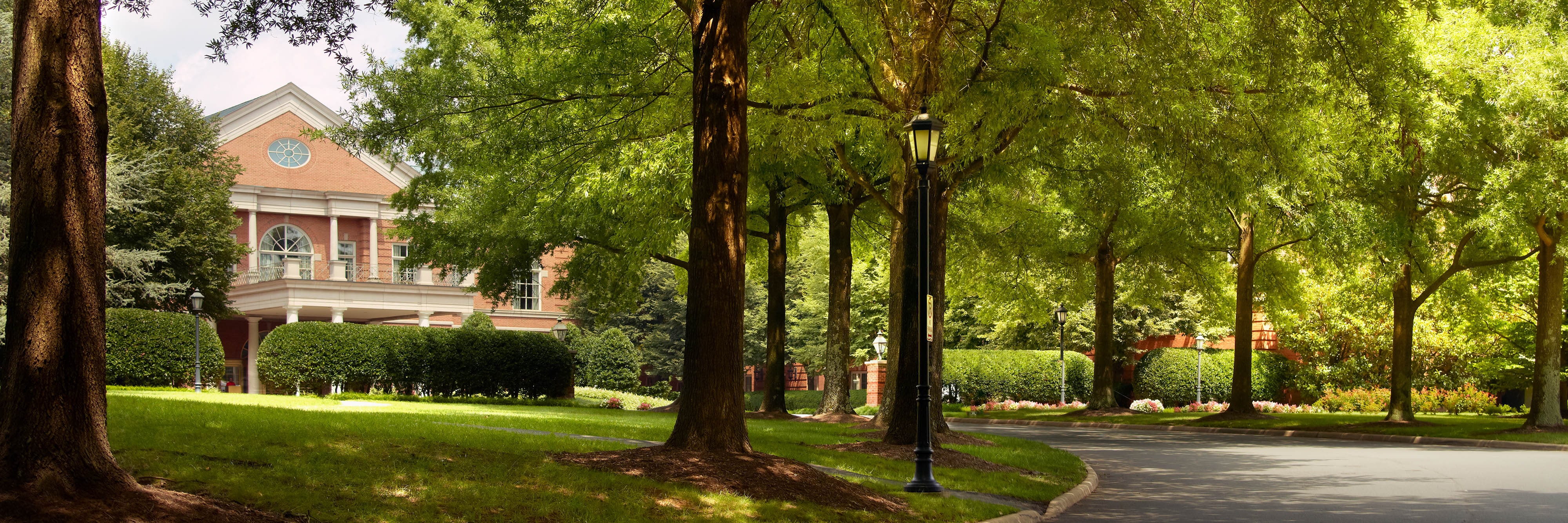 Luscious trees