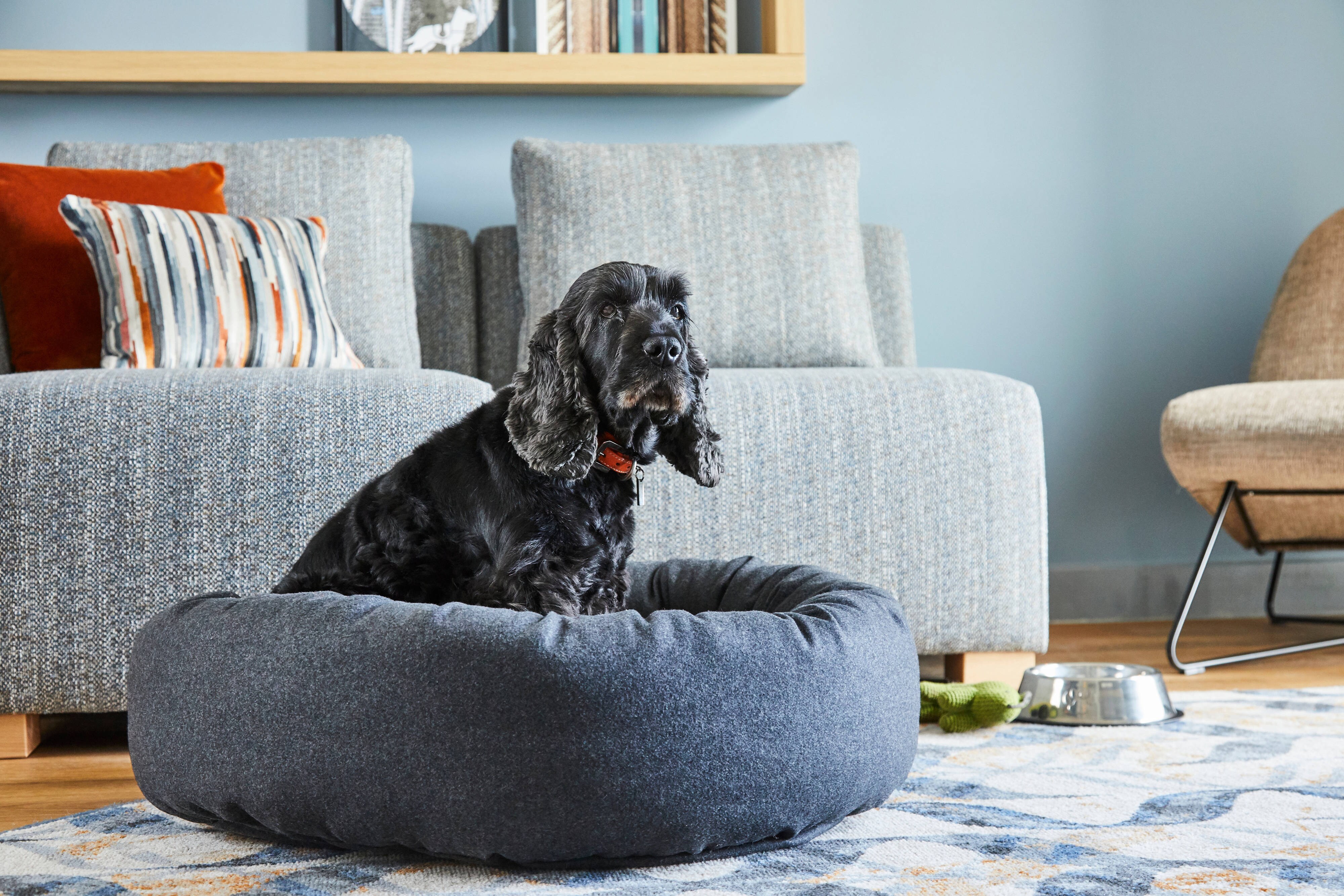Dog sitting in dog bed