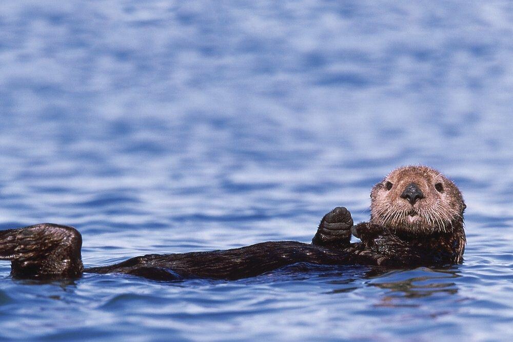 Otter waving