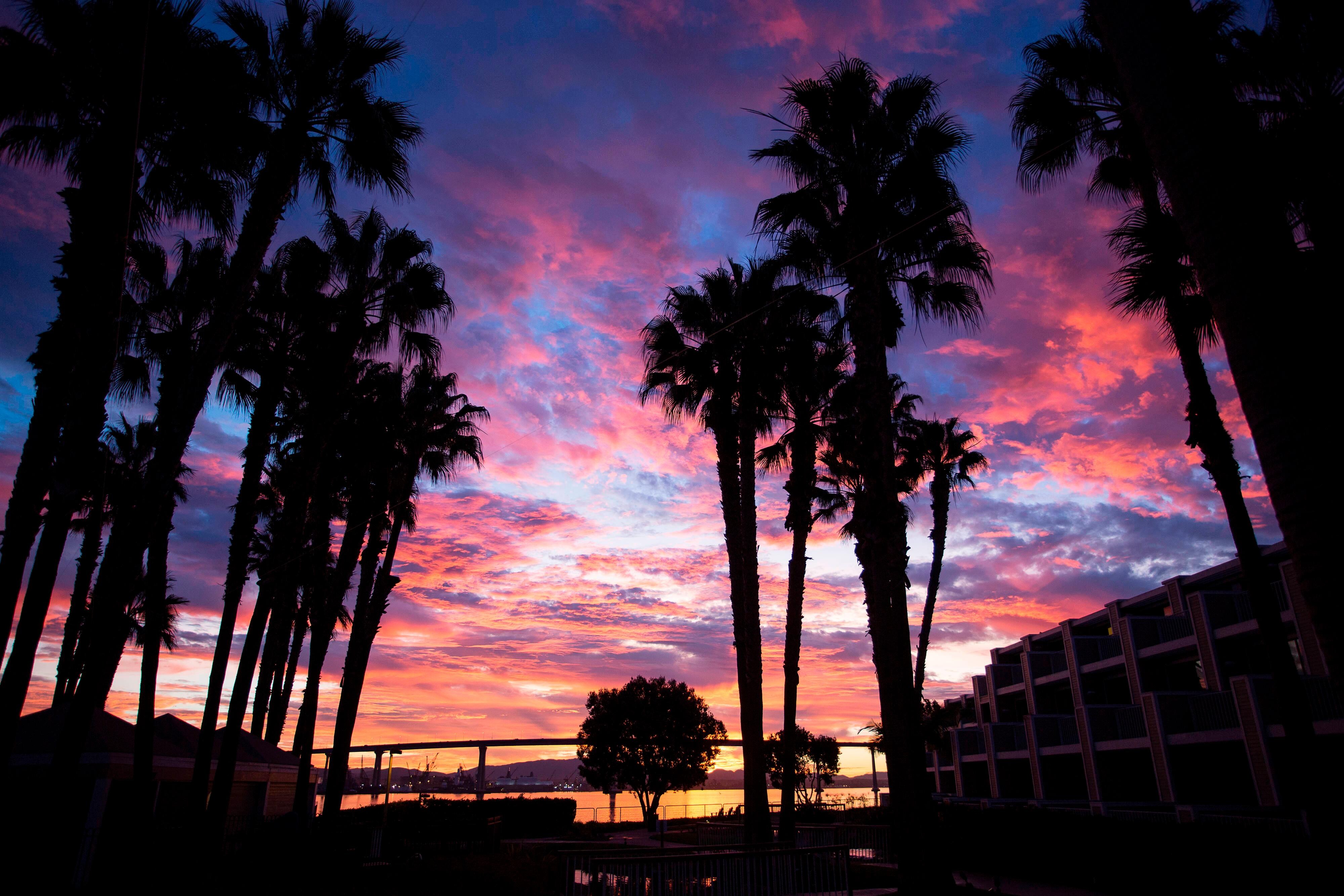 Palm trees and sunset