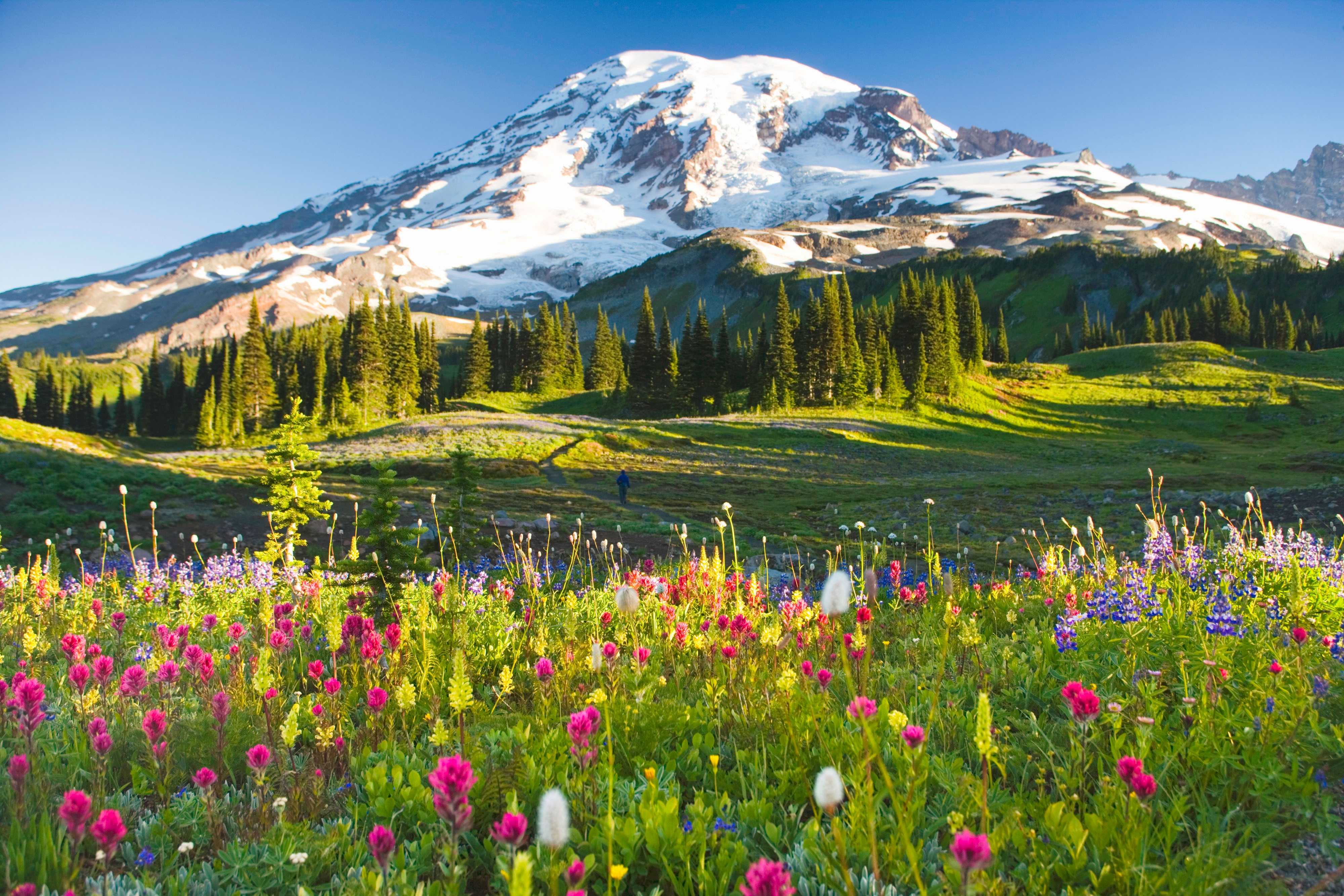 Flowers are purple arctic lupine (Lupinus arcticus), Magenta Paintbrush (Castilleja parviflora var. oreopola) and Beargrass (Xerophyllum tenax)