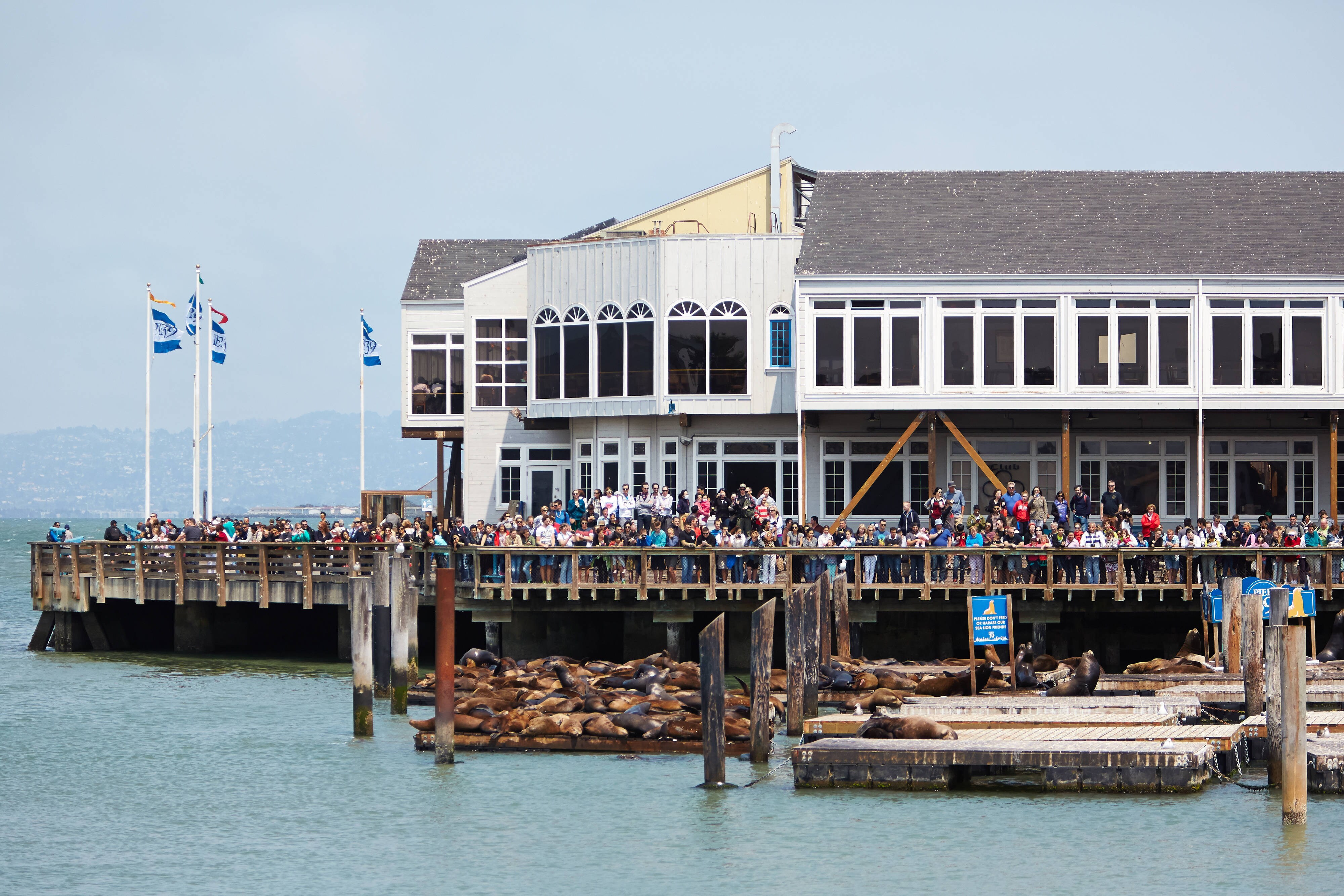 People watching sea lions at Pier 39