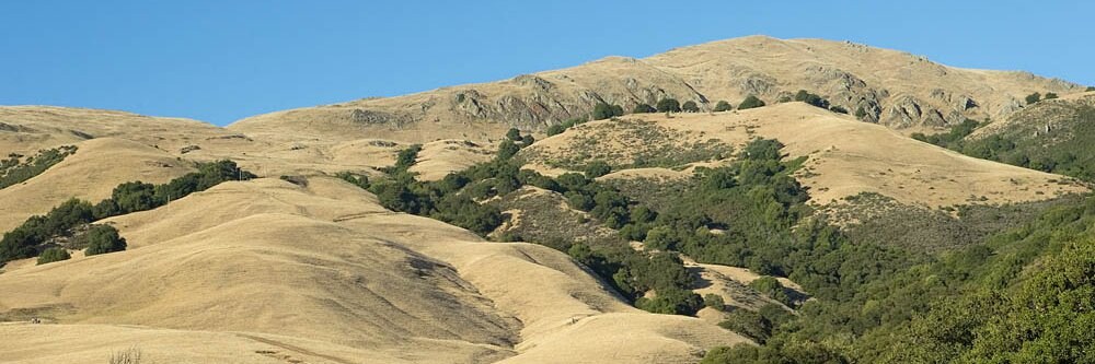 A cow in a pasture beside tree-covered hills