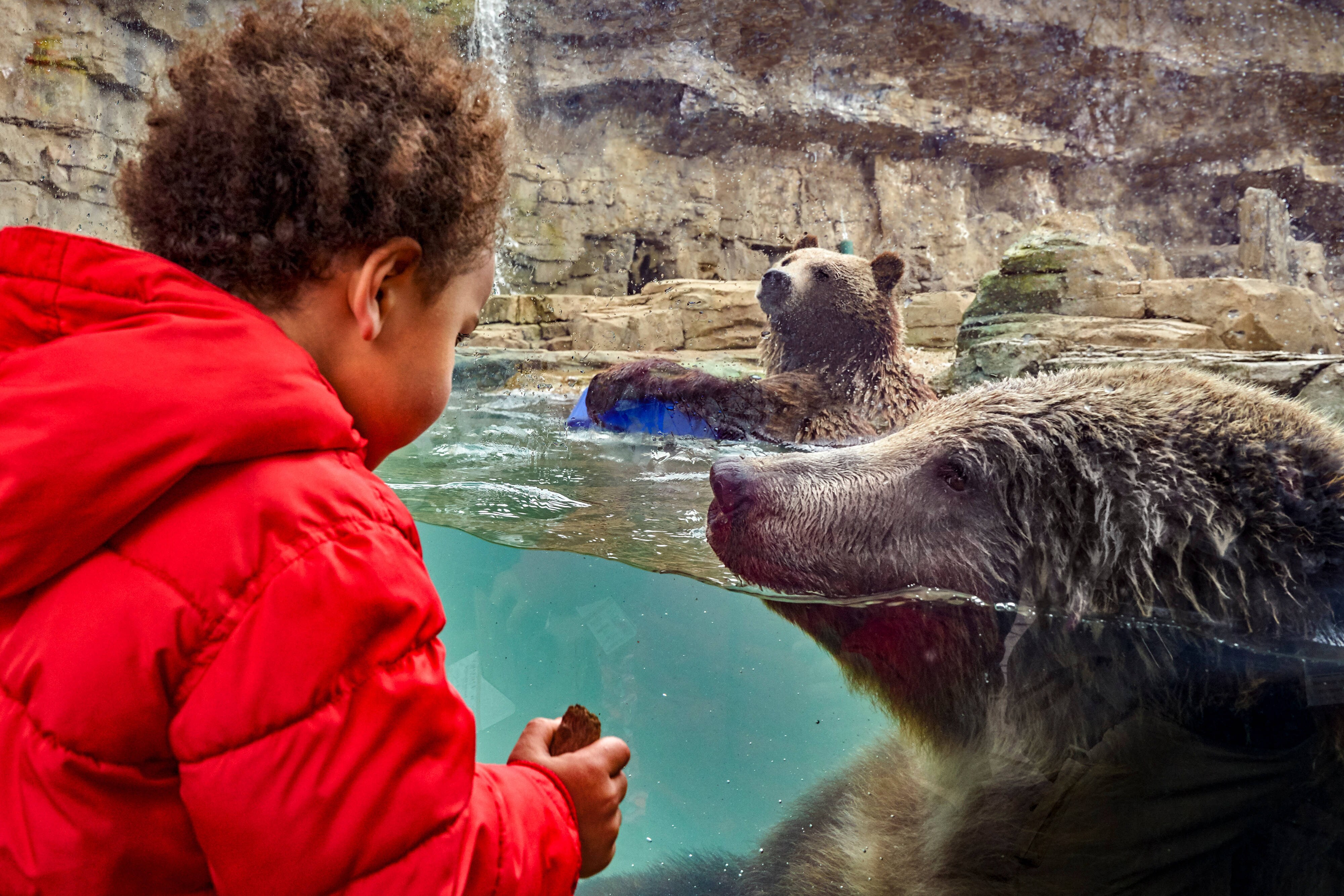 Grizzly Bear  Saint Louis Zoo