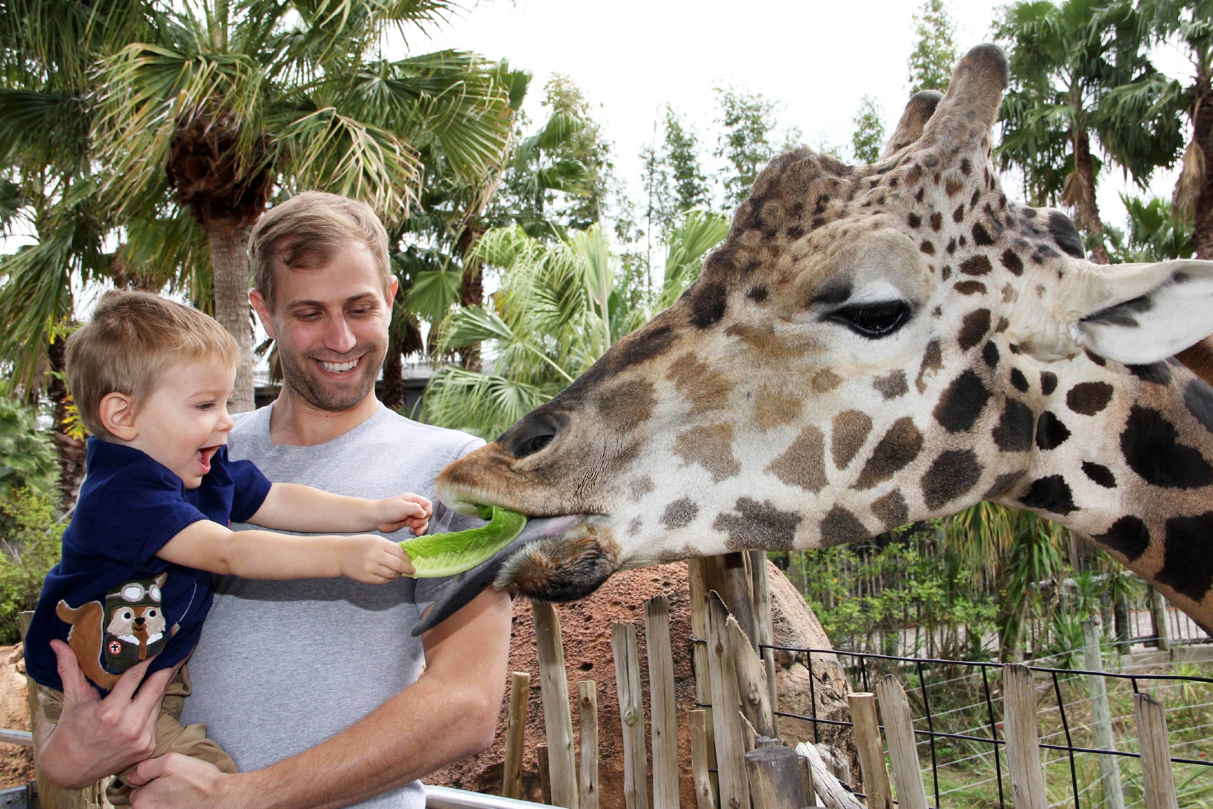 Feeding giraffe at zoo