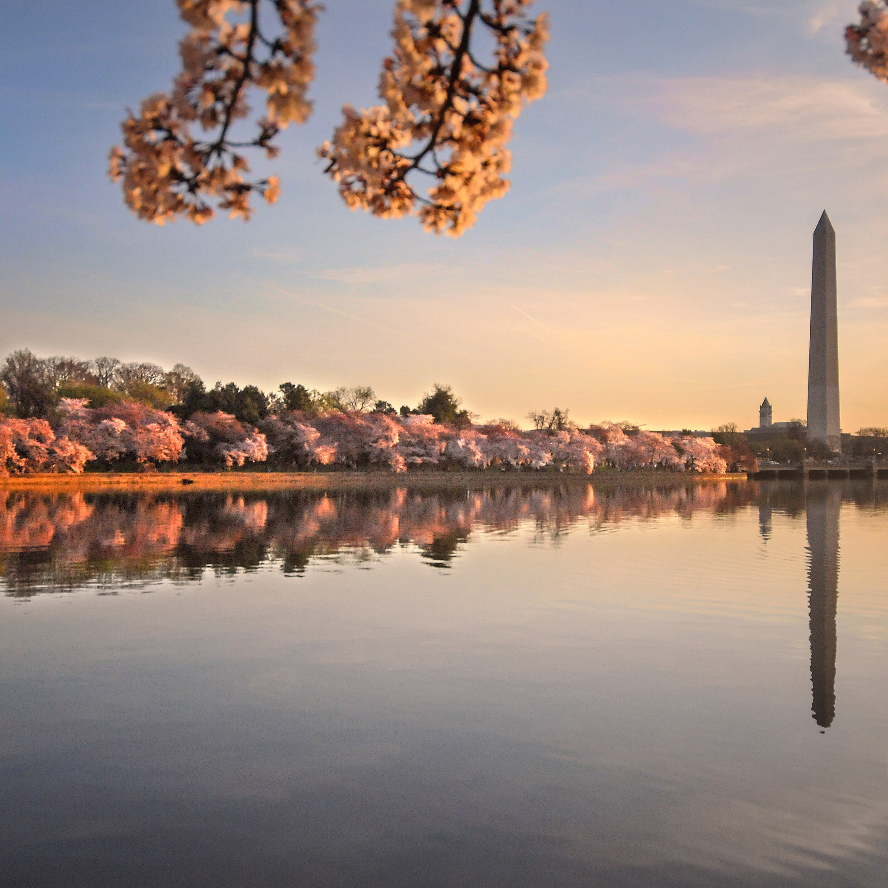 The Washington Monument amidst cherry blossoms