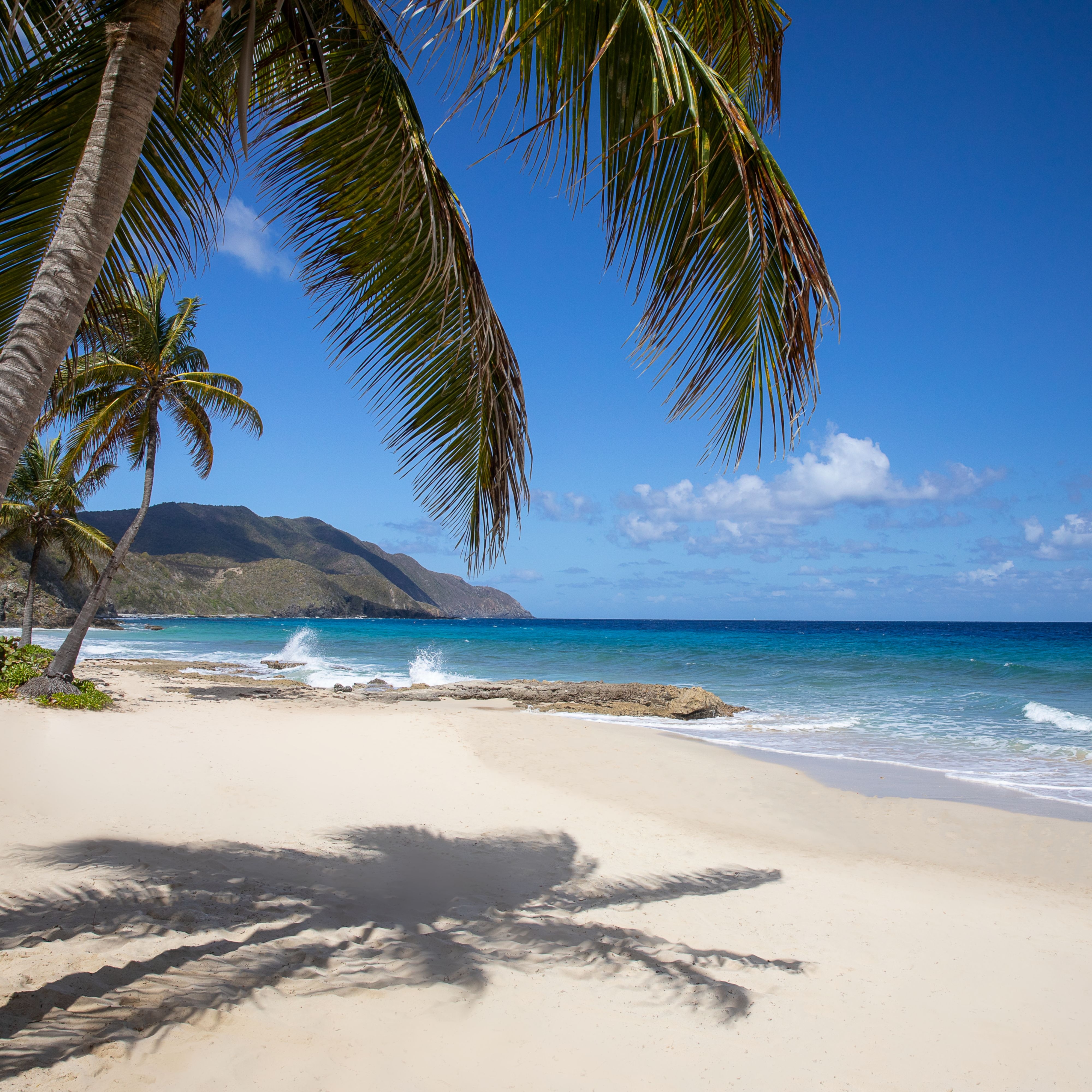 Palm trees on beach leaning toward sea