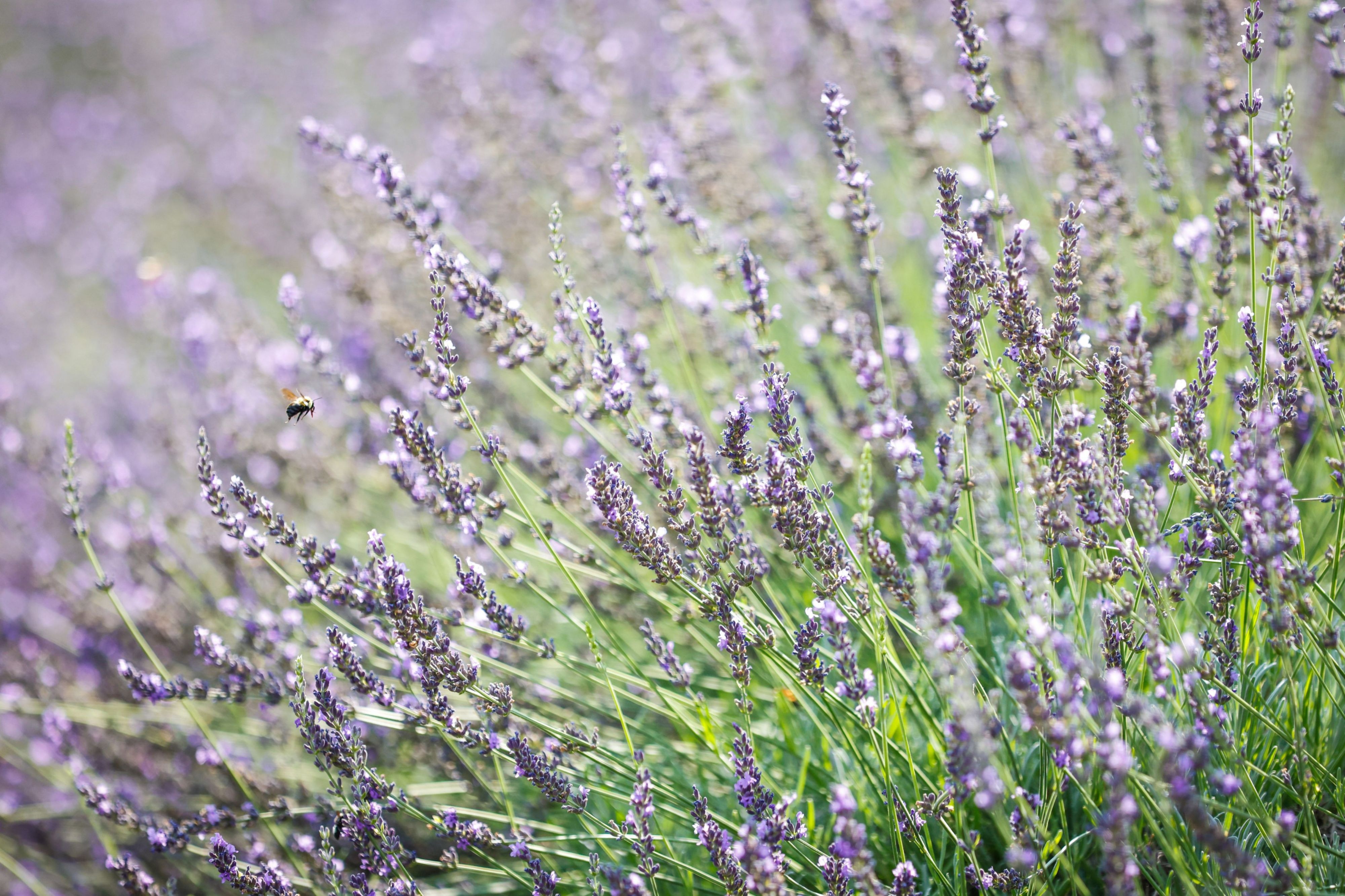 Lavender