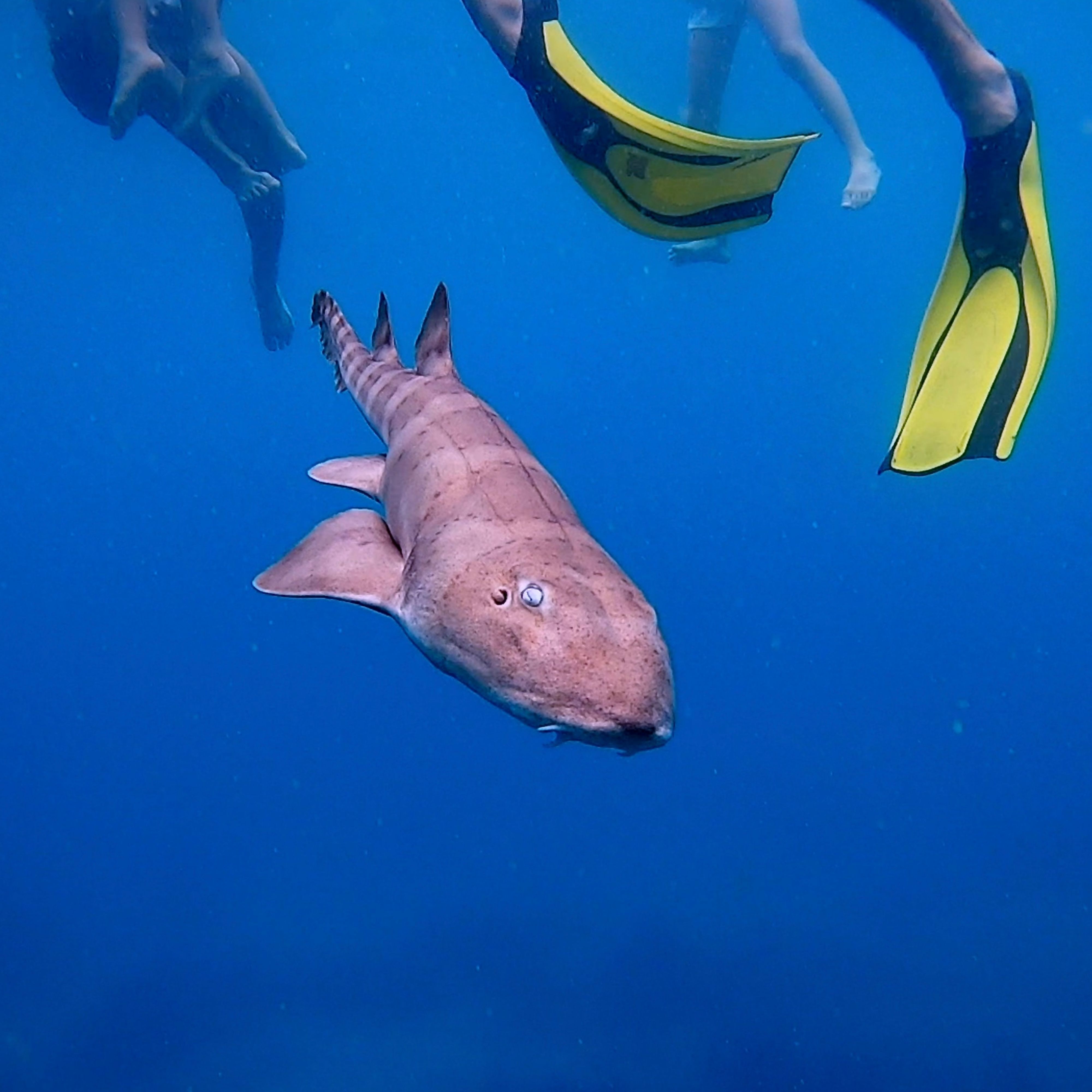 Diver with Bamboo Sharks