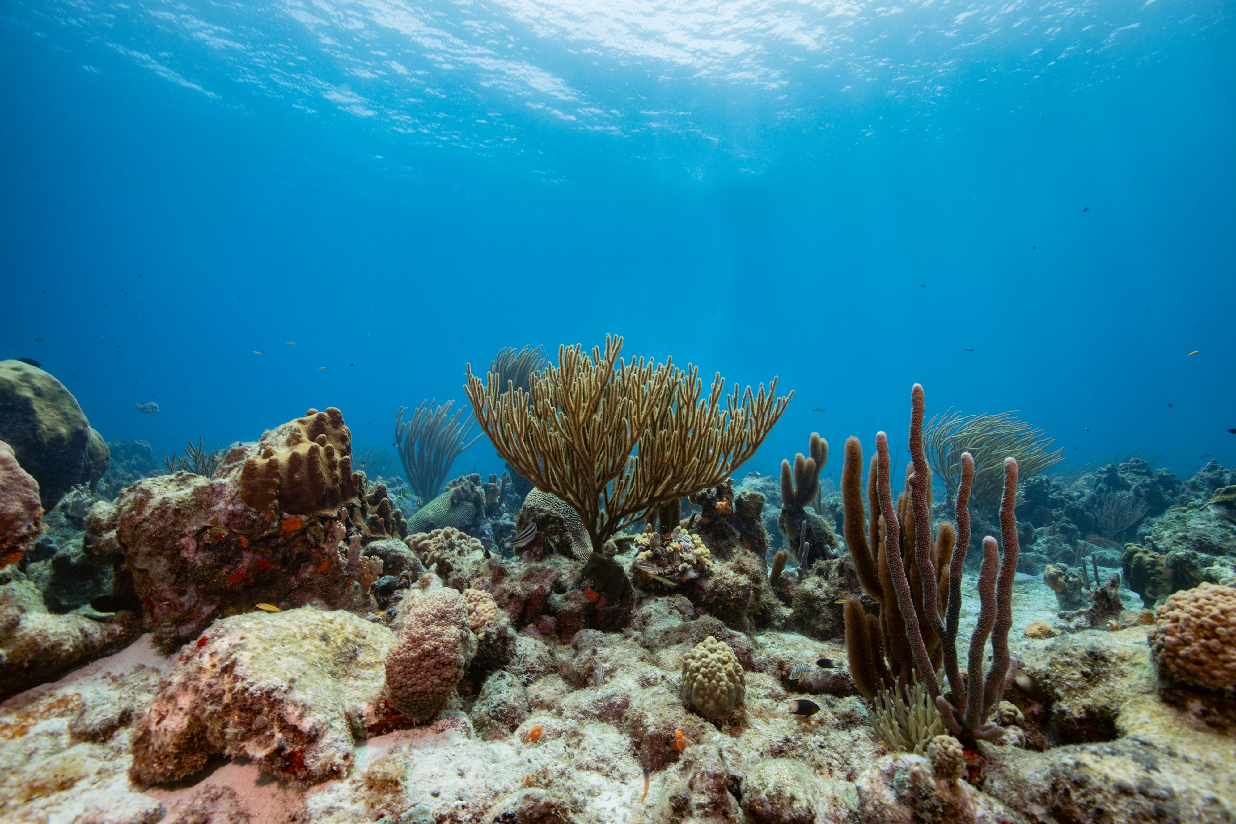 A coral reef