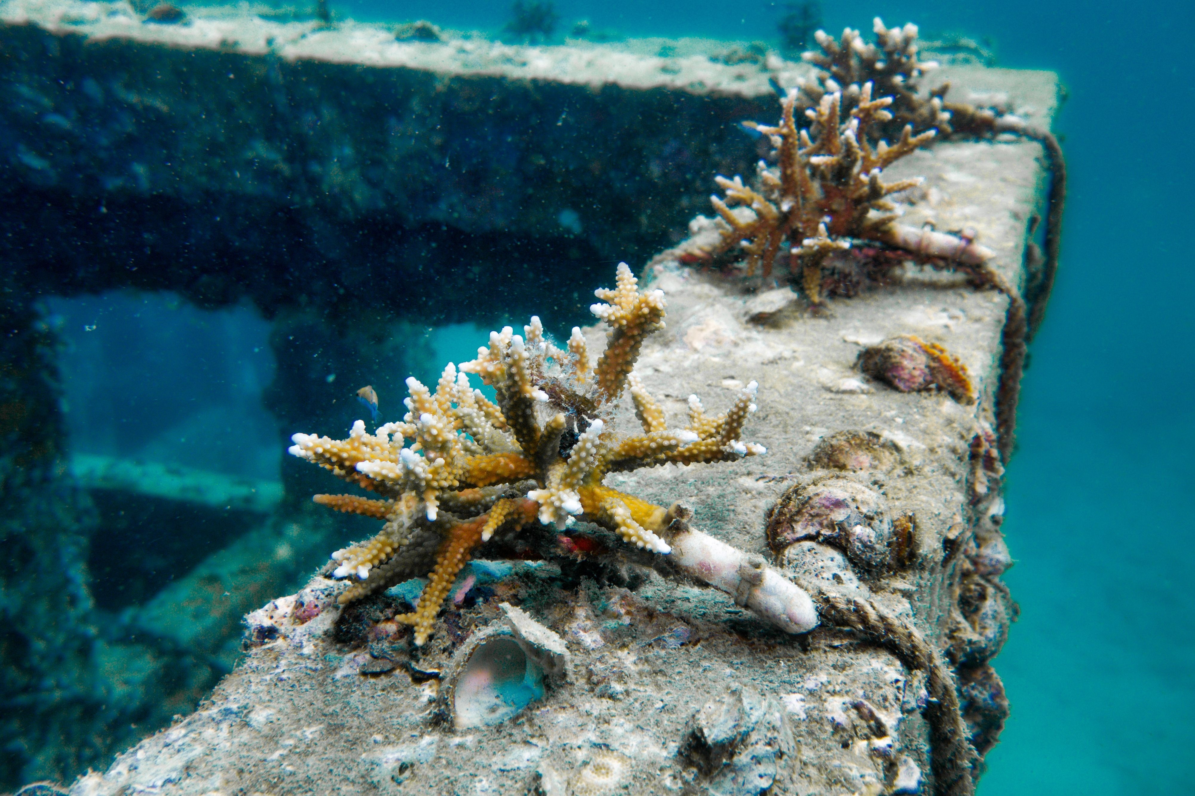 A coral farm