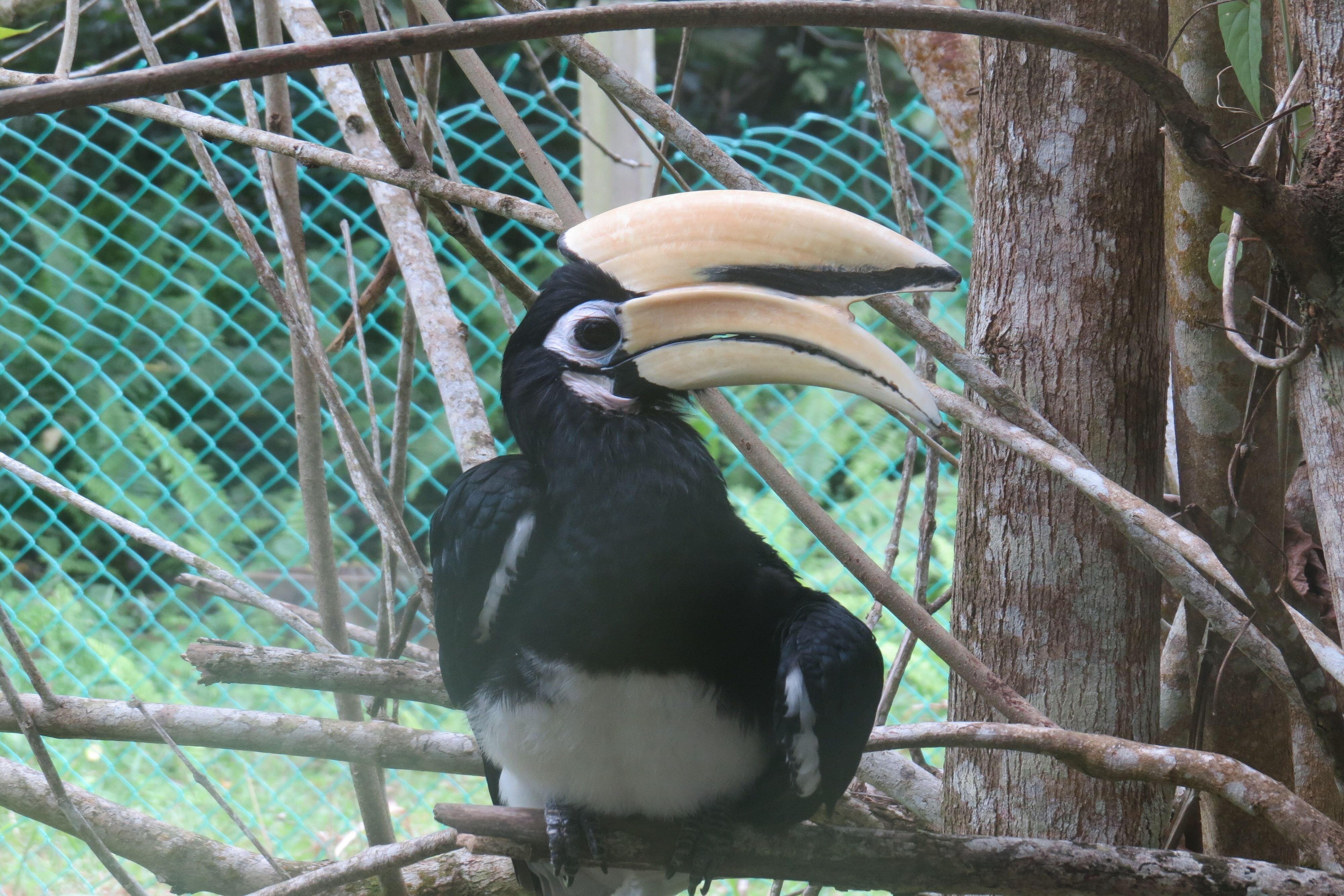 Large hornbill bird in a tree