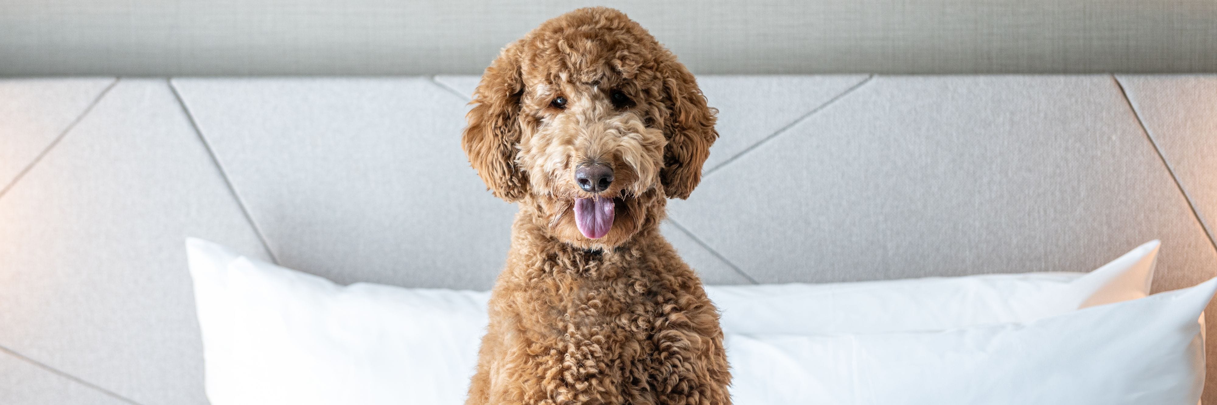 Dog on a bed