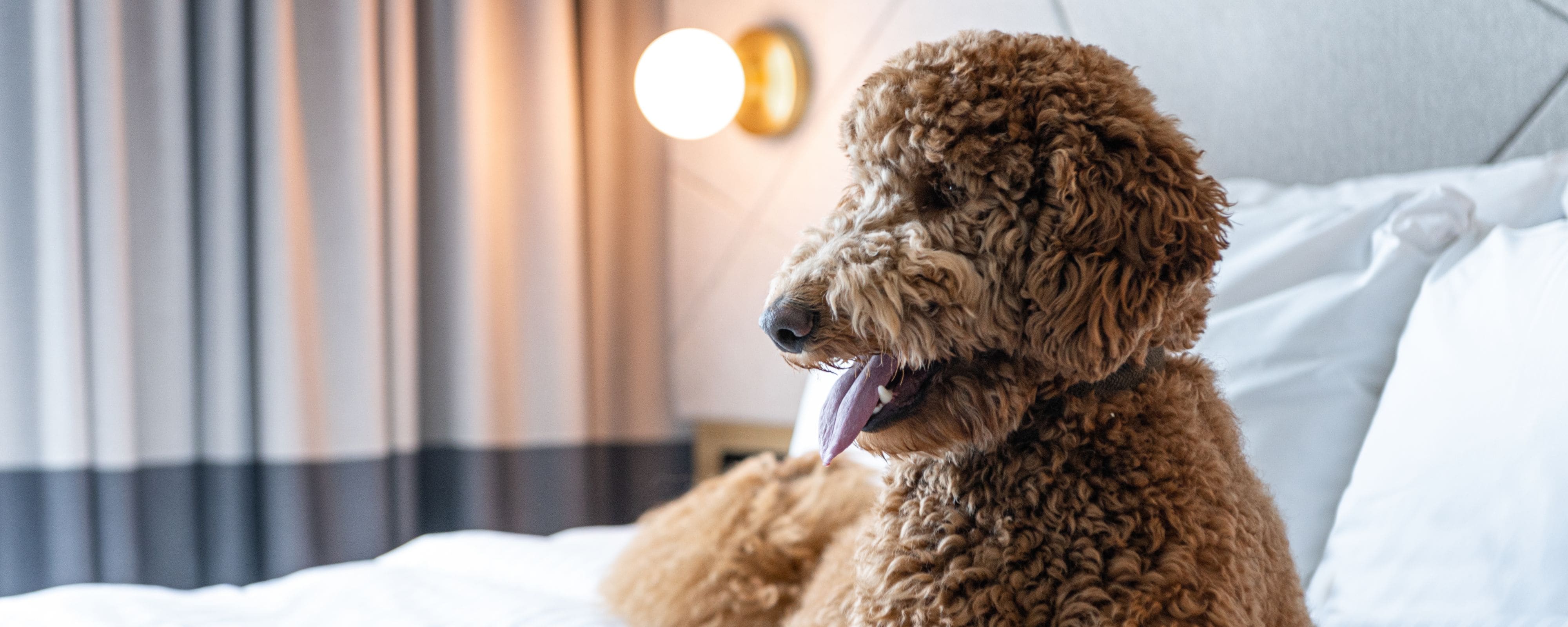 Dog on bed