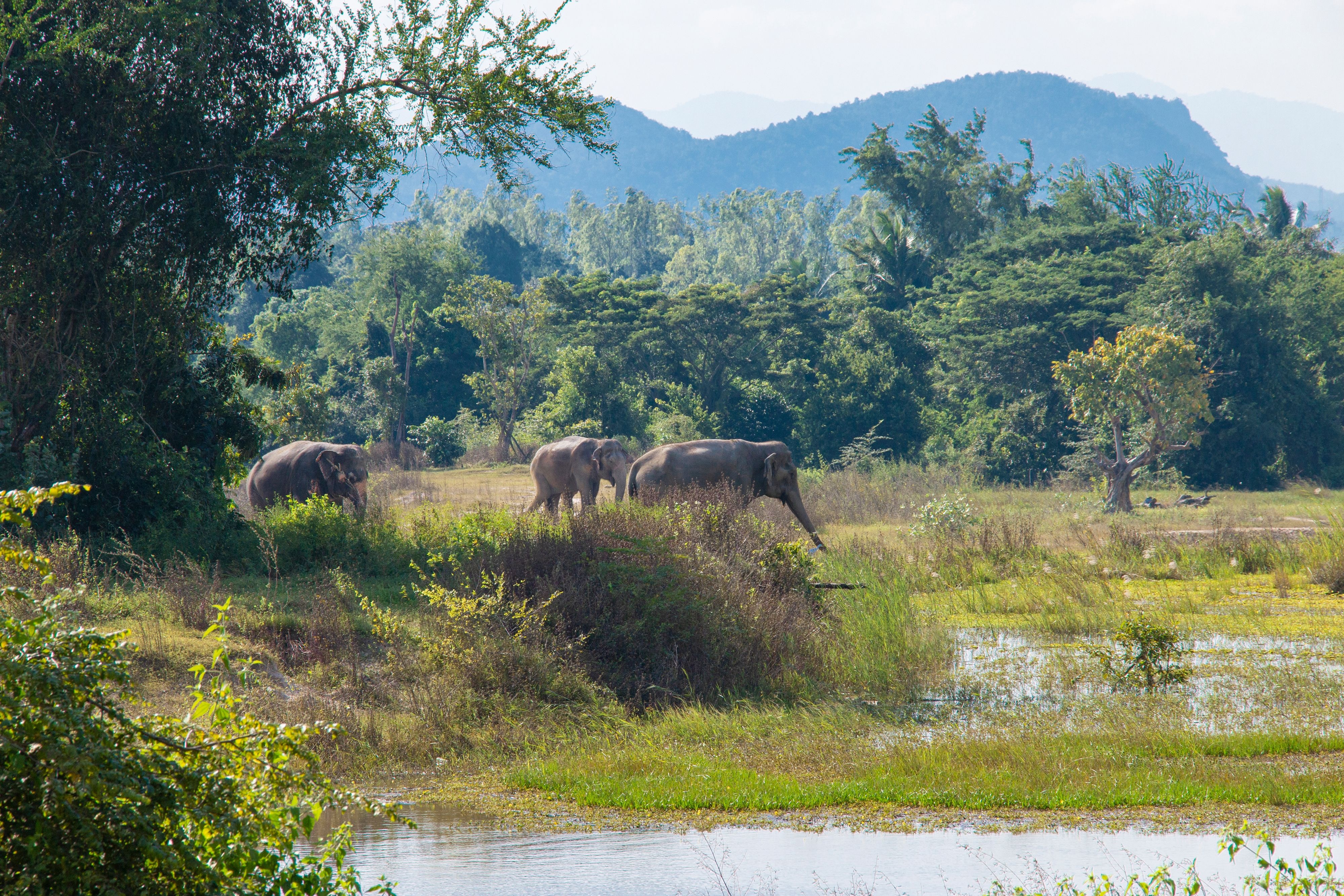 Elephants in a field.