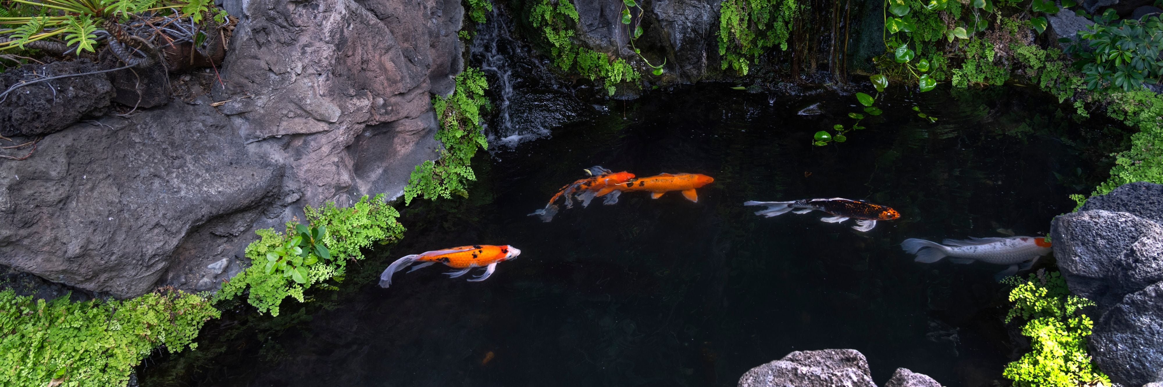 Koi pond