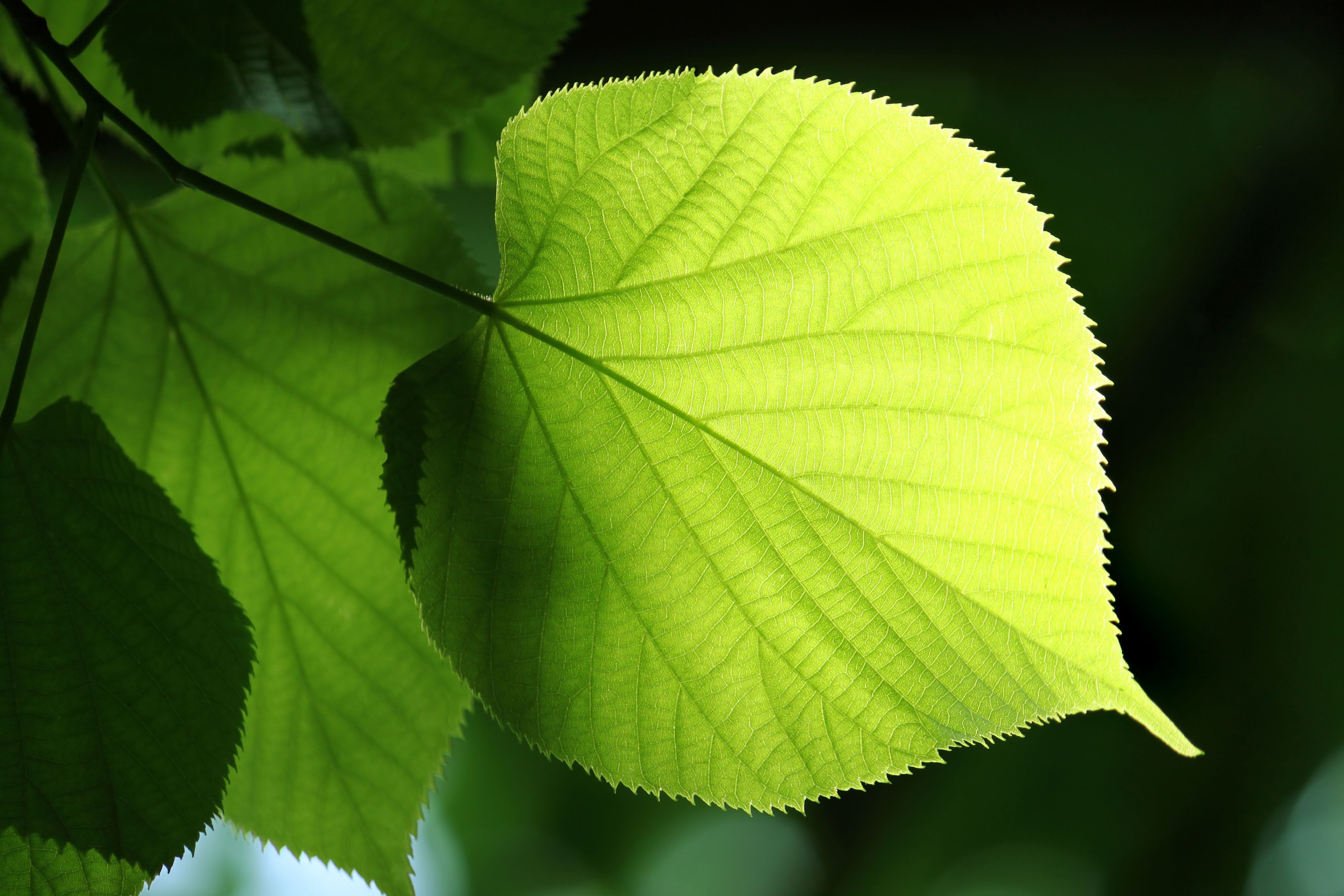 Tree leaves